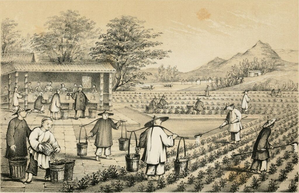 Origin of Tea in China