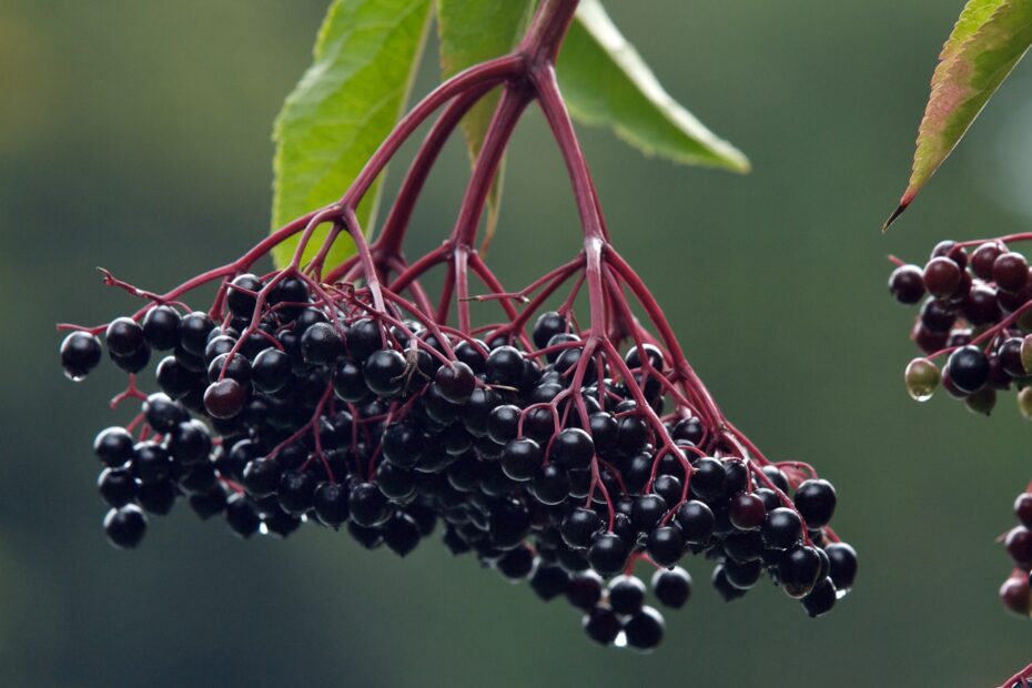 Elderberry tea during pregnancy